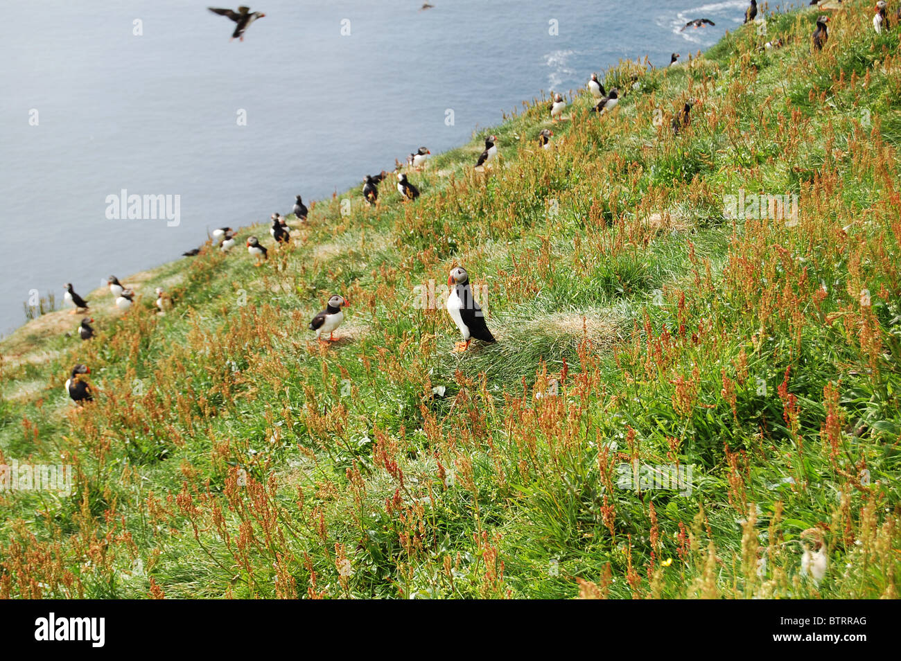 A colony of puffins on Mykines, Faroe Islands Stock Photo