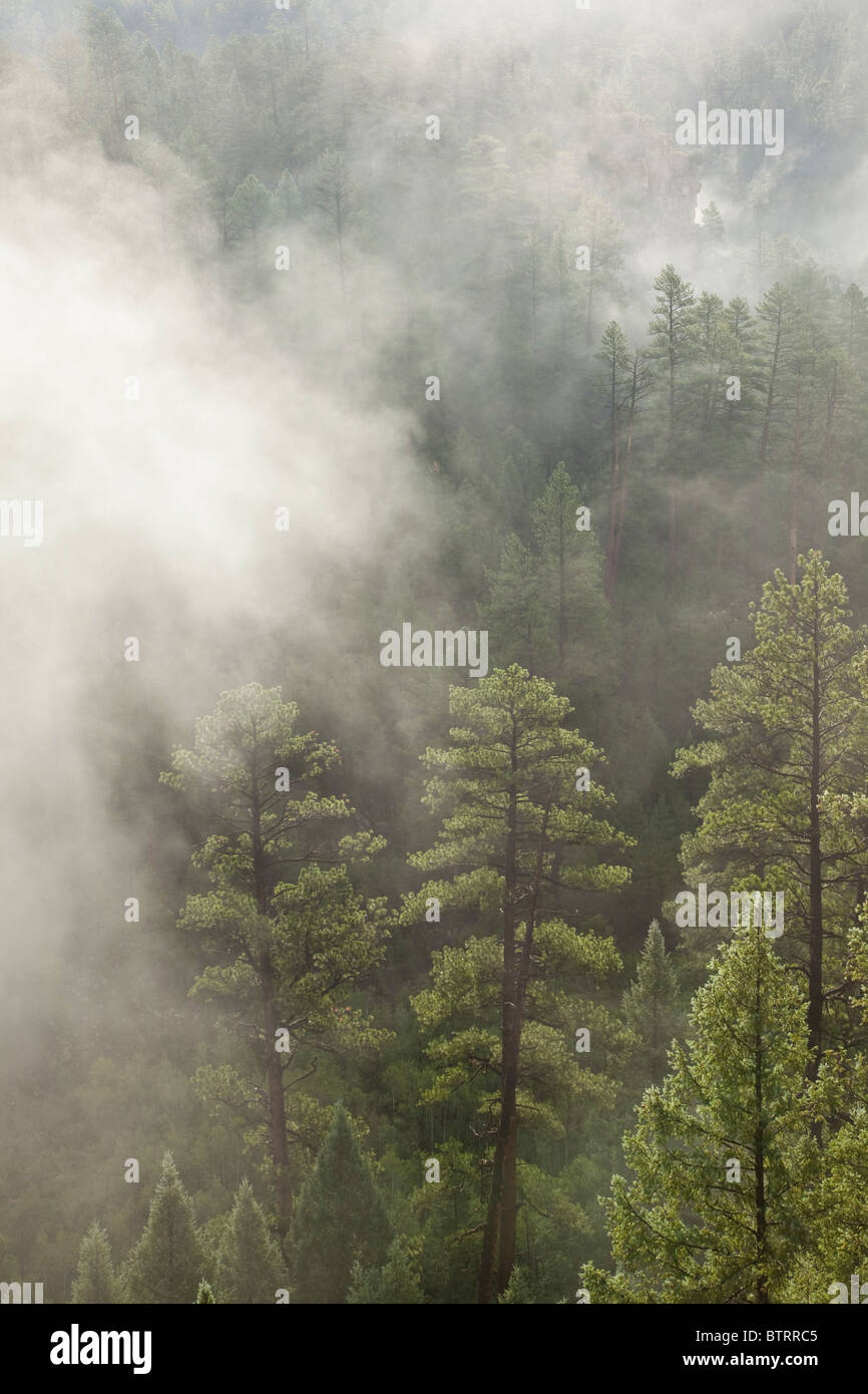 Misty forest, ponderosa pines & douglas fir in Walnut Canyon, near Sandys Canyon, Coconino National Forest, Flagstaff, Arizona Stock Photo