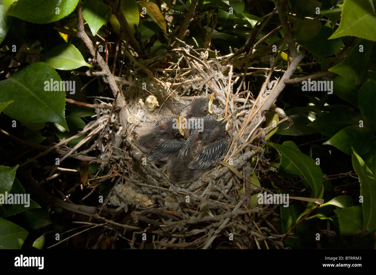 Three Very Young Northern Mockingbird Chicks in Nest Stock Photo Alamy