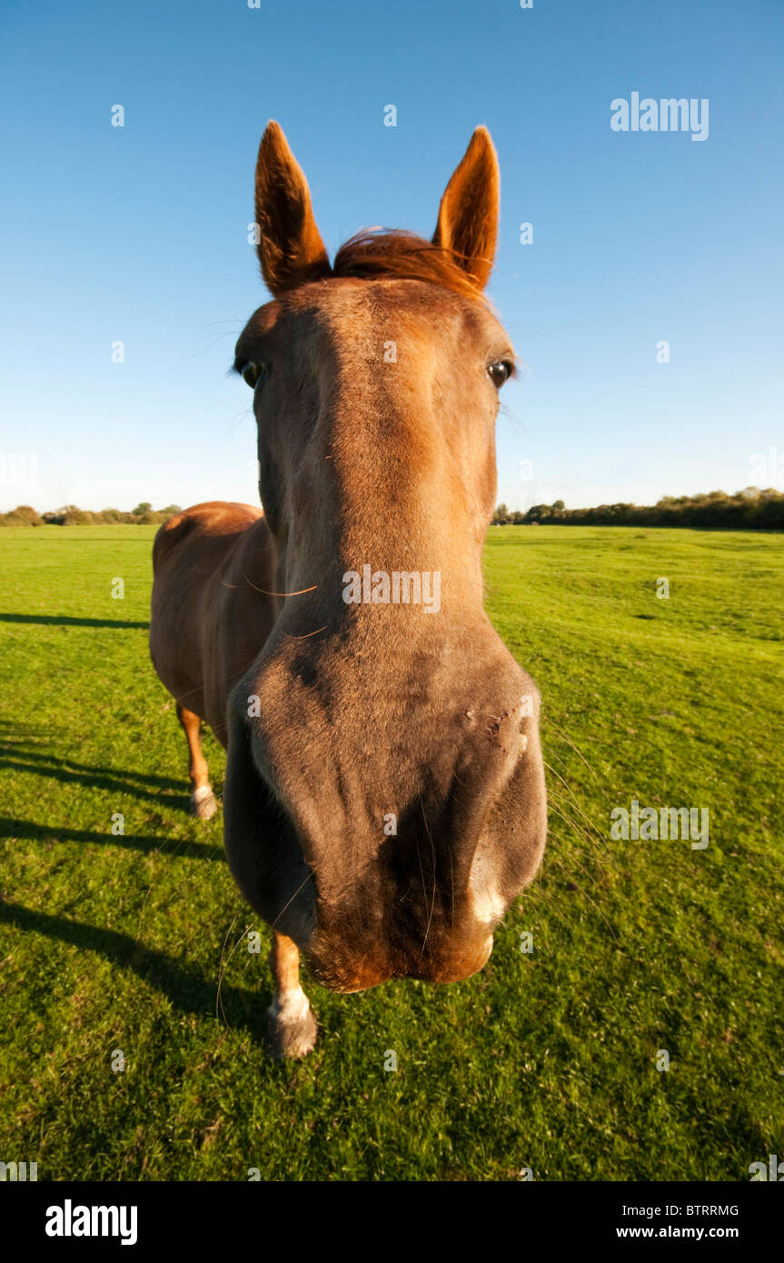 Horse face close up hi-res stock photography and images - Alamy