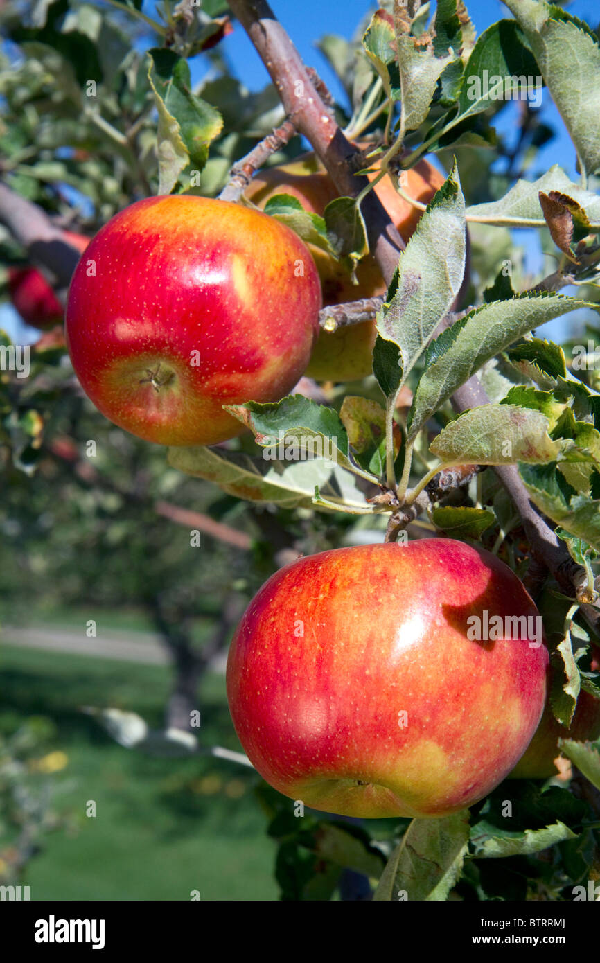 Ripe apples growing on the tree in Idaho, USA. Stock Photo