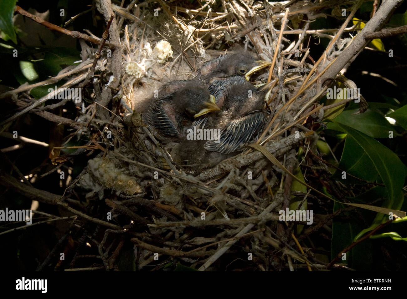 Three Very Young Northern Mockingbird Chicks in Nest Stock Photo Alamy
