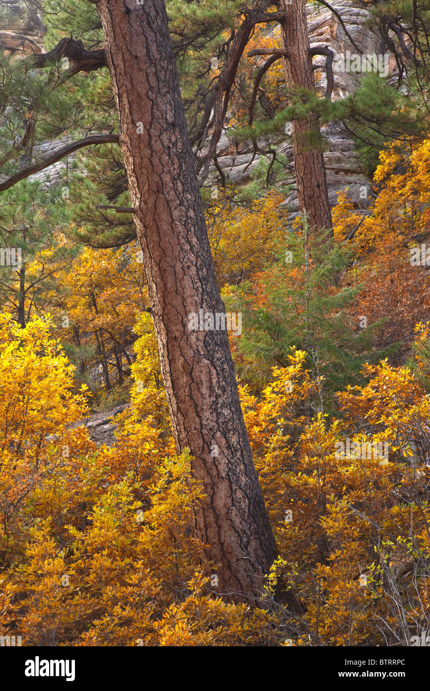 Gambel oaks quercus oak canyon sandstone cliffs vegetation hires stock