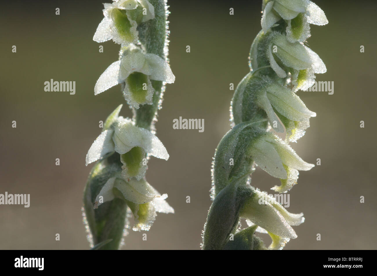 Autumn Lady's-tresses Orchid (Spiranthes spiralis) Stock Photo