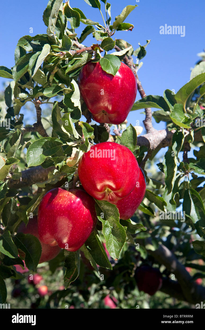 Ripe apples growing on the tree in Idaho, USA. Stock Photo