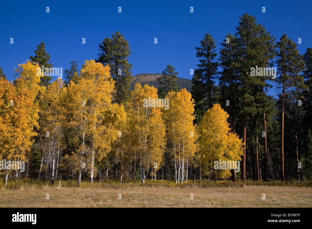 Aspen popular hires stock photography and images Alamy