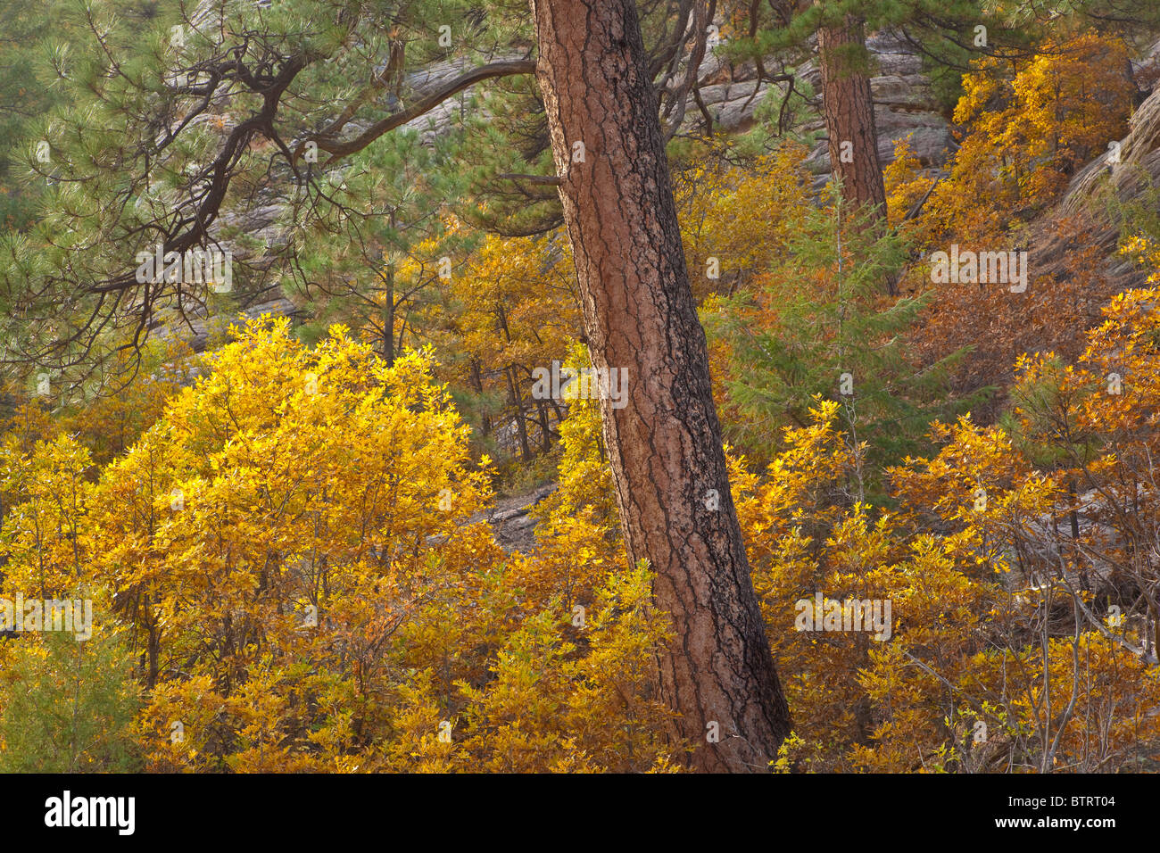 Old growth ponderosa pine trees hi-res stock photography and images - Alamy