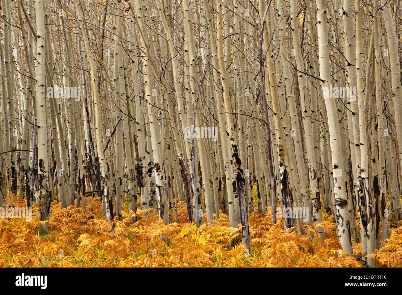 Grove of aspen trees with understory of ferns, autumn on the San Francisco Peaks, Coconino National Forest, USA Stock Photo