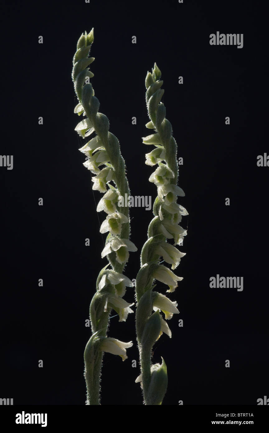 Autumn Lady's-tresses Orchid (Spiranthes spiralis) Stock Photo