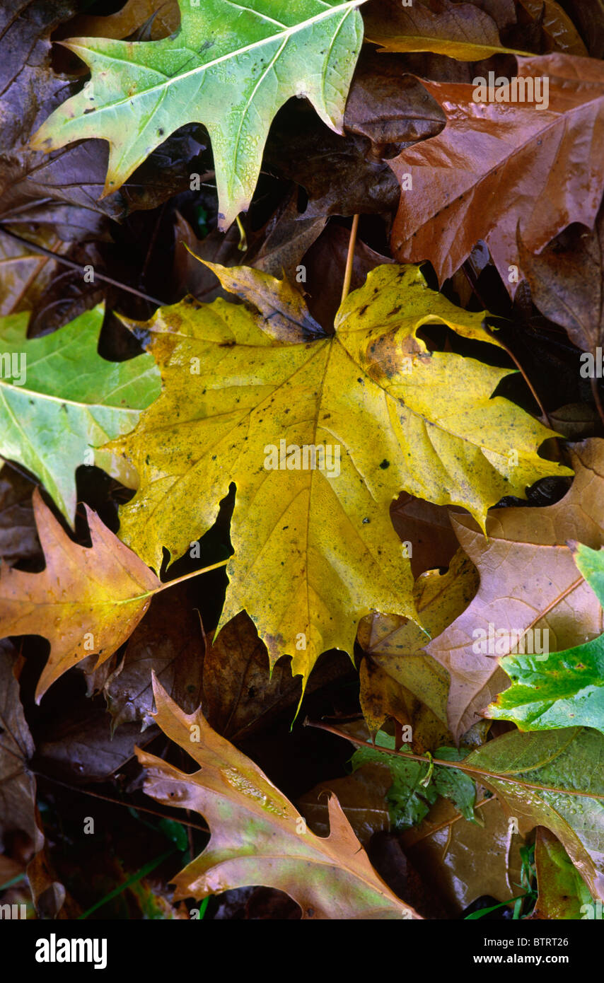 Fallen Autumn Leaves on woodland floor Stock Photo