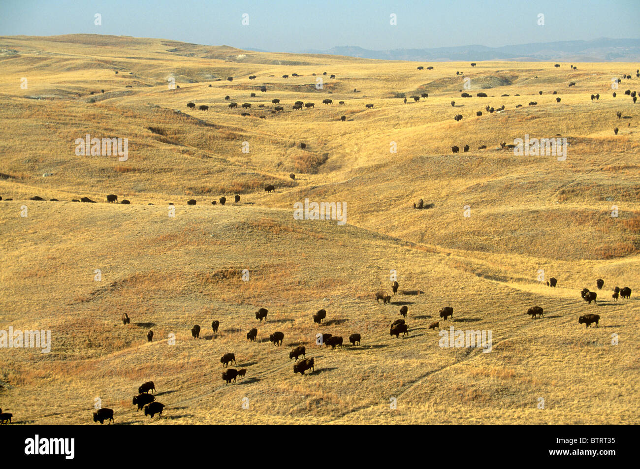 Bison herd roams prairie on the Triple 7 Ranch with Black Hills in far distance, South Dakota, USA Stock Photo