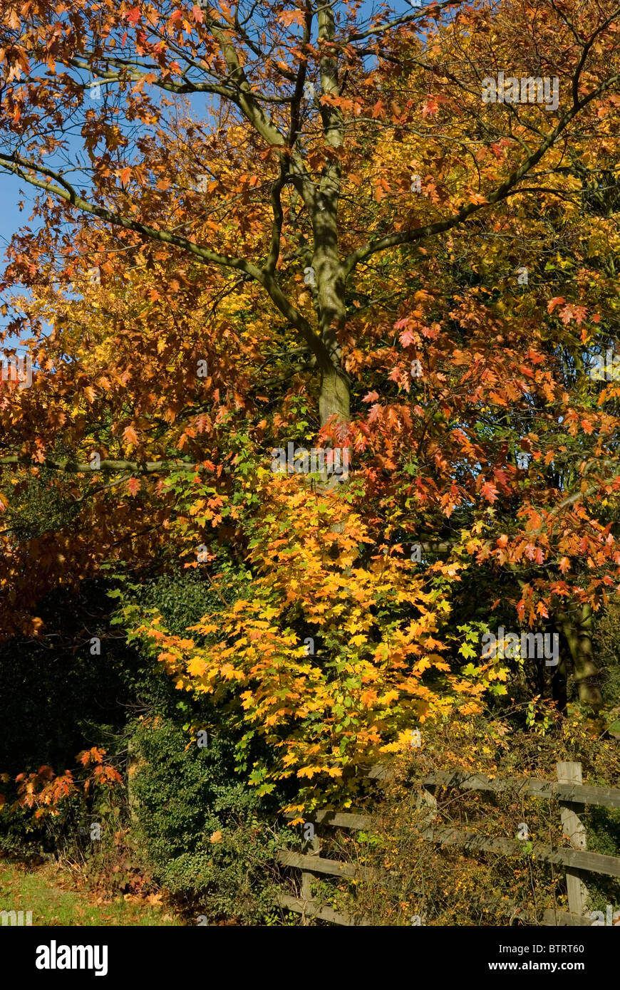HEDGEROW IN ENGLAND AUTUMN Stock Photo