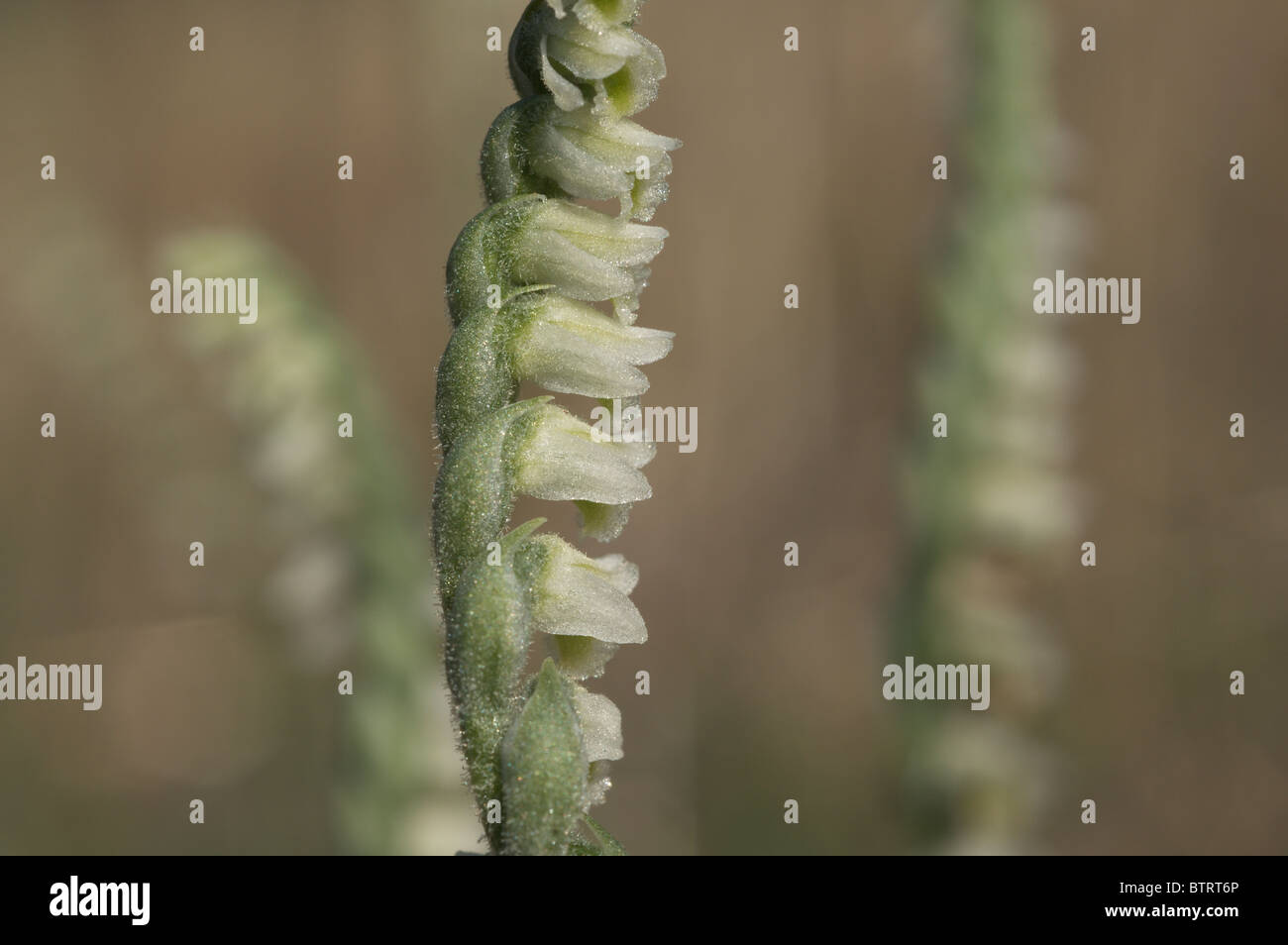 Autumn Lady's-tresses Orchid (Spiranthes spiralis) Stock Photo