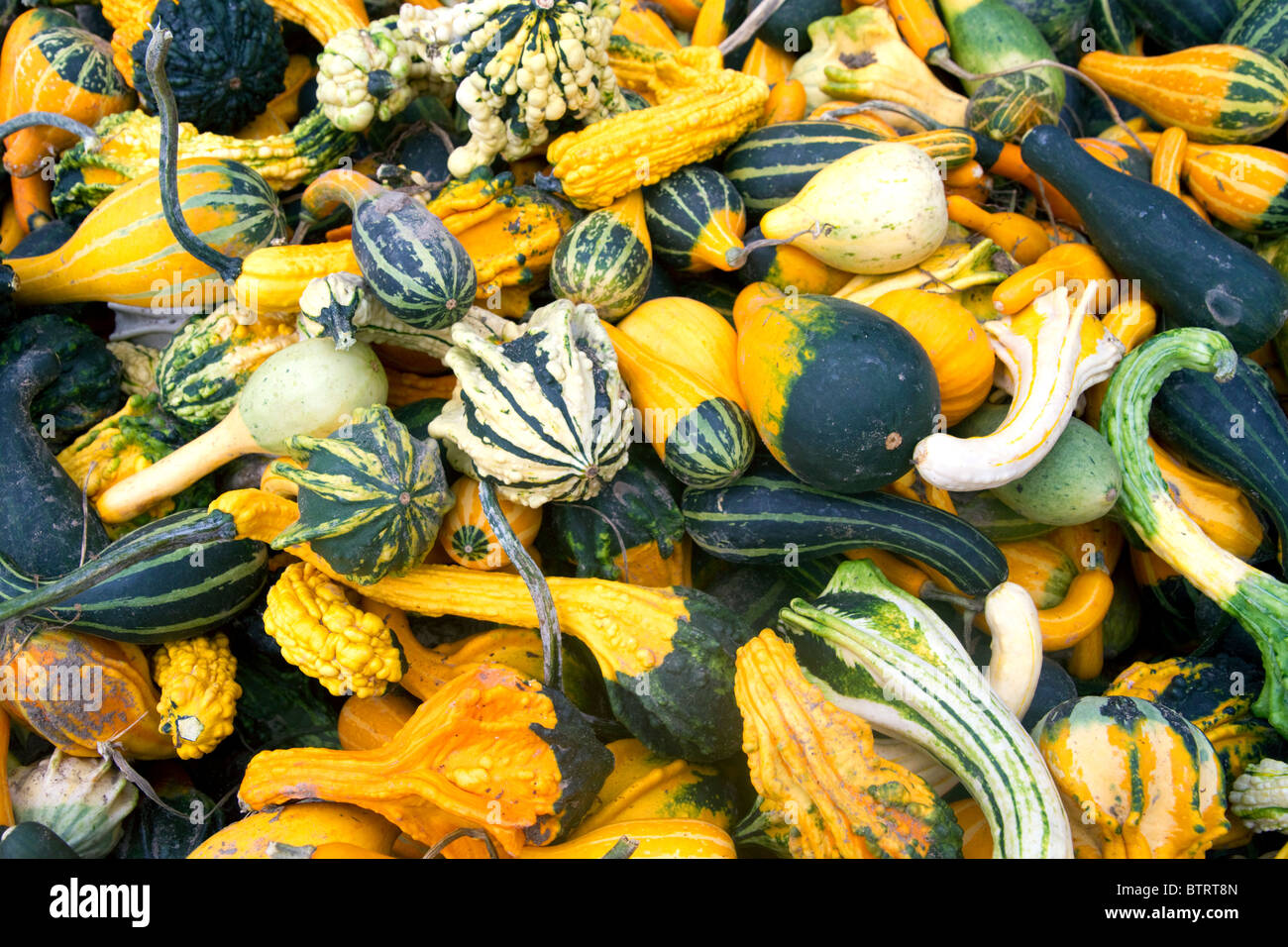 Assortment of gourds at a produce stand in Idaho, USA. Stock Photo