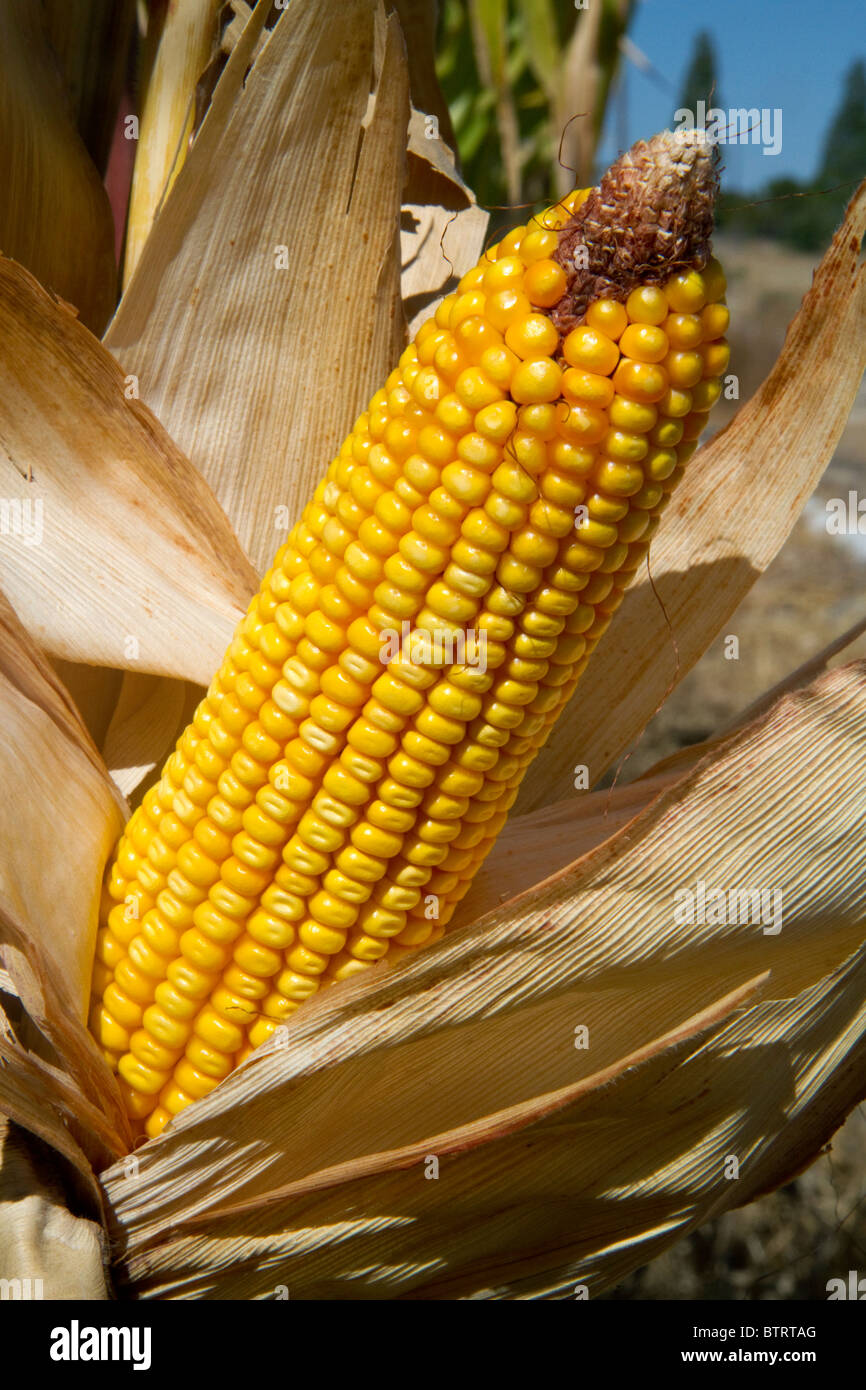 Ripe feed corn on the cob in Canyon County, Idaho, USA. Stock Photo