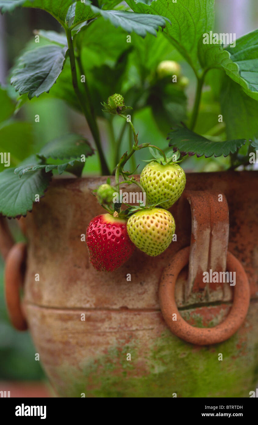 STRAWBERRIES GROWING IN CONTAINER POT Stock Photo Alamy