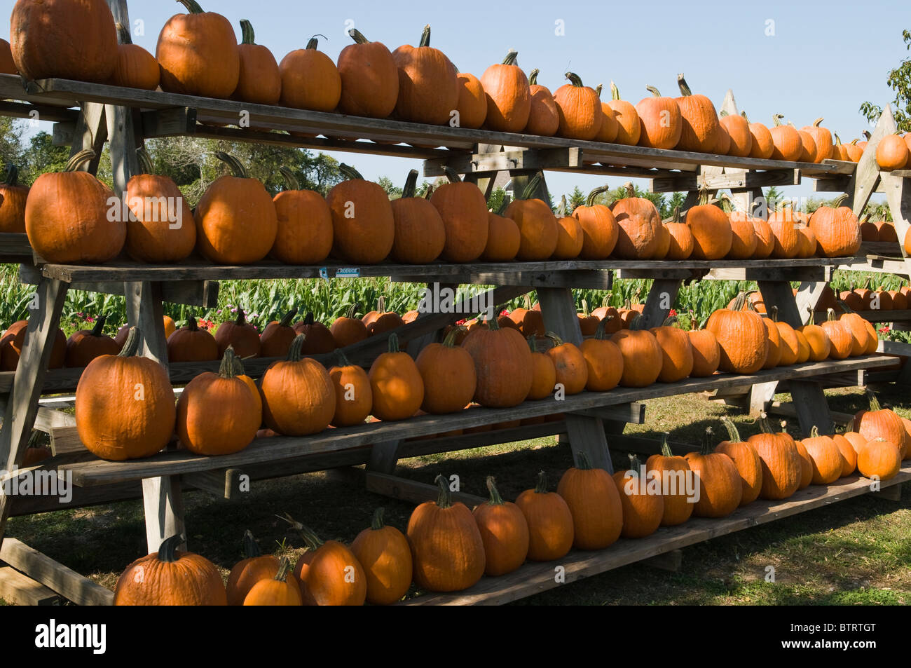 Large number of pumpkins for sale at roadside stand Stock Photo - Alamy