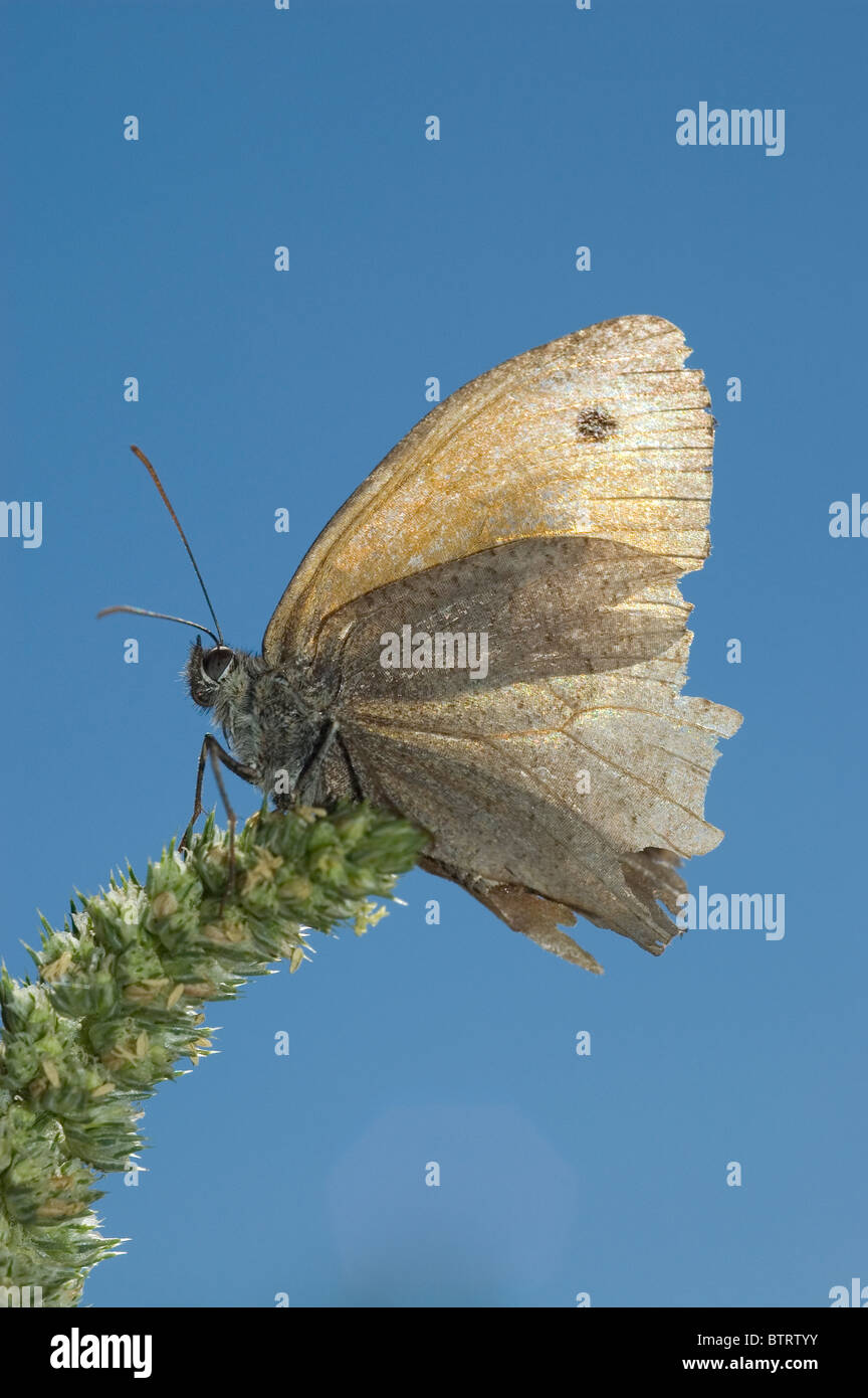 Meadow Brown Butterfly (Maniola jurtina) with damaged wings. Stock Photo