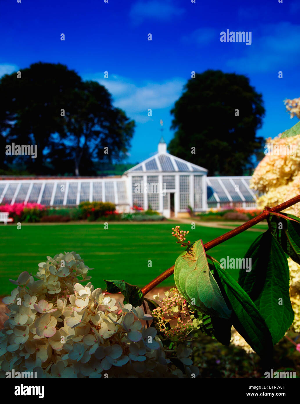 Mount Congreve Gardens, Co Waterford, Ireland; Glasshouse In The Walled Garden With Hydrangeas