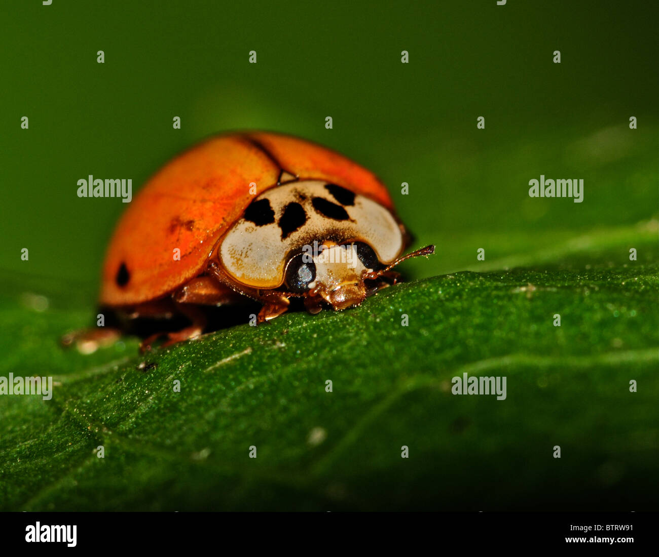 Asian Lady Beetle Stock Photo Alamy