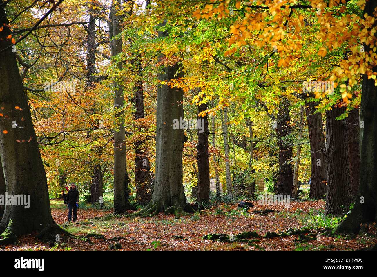 Autumn scene, Windsor Great Park, Virginia Water, Surrey, England, United Kingdom Stock Photo