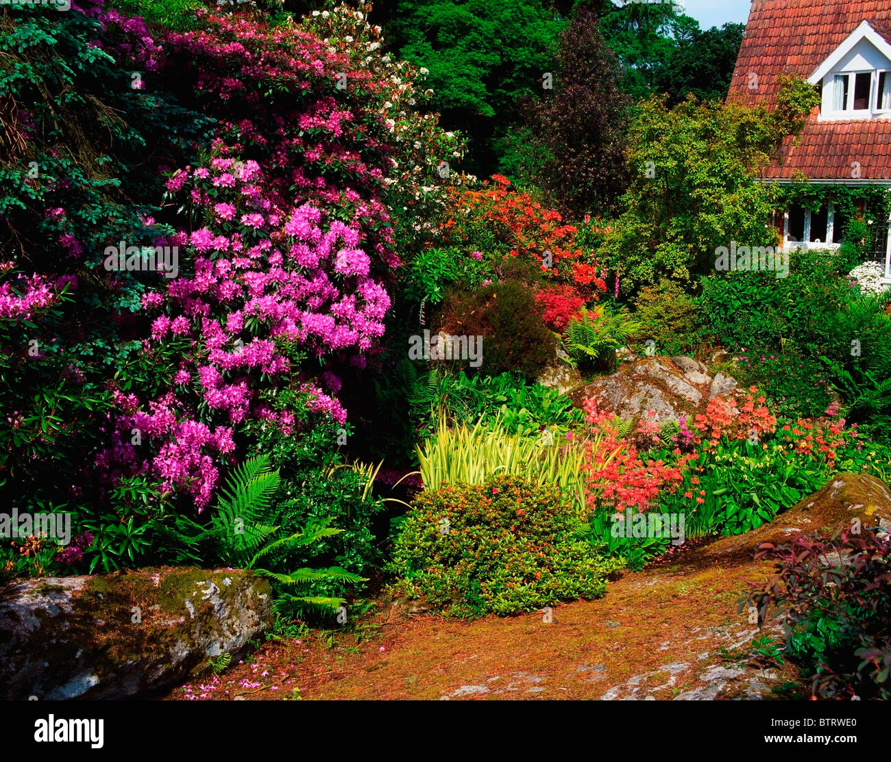 Herbaceous perennials hi-res stock photography and images - Alamy