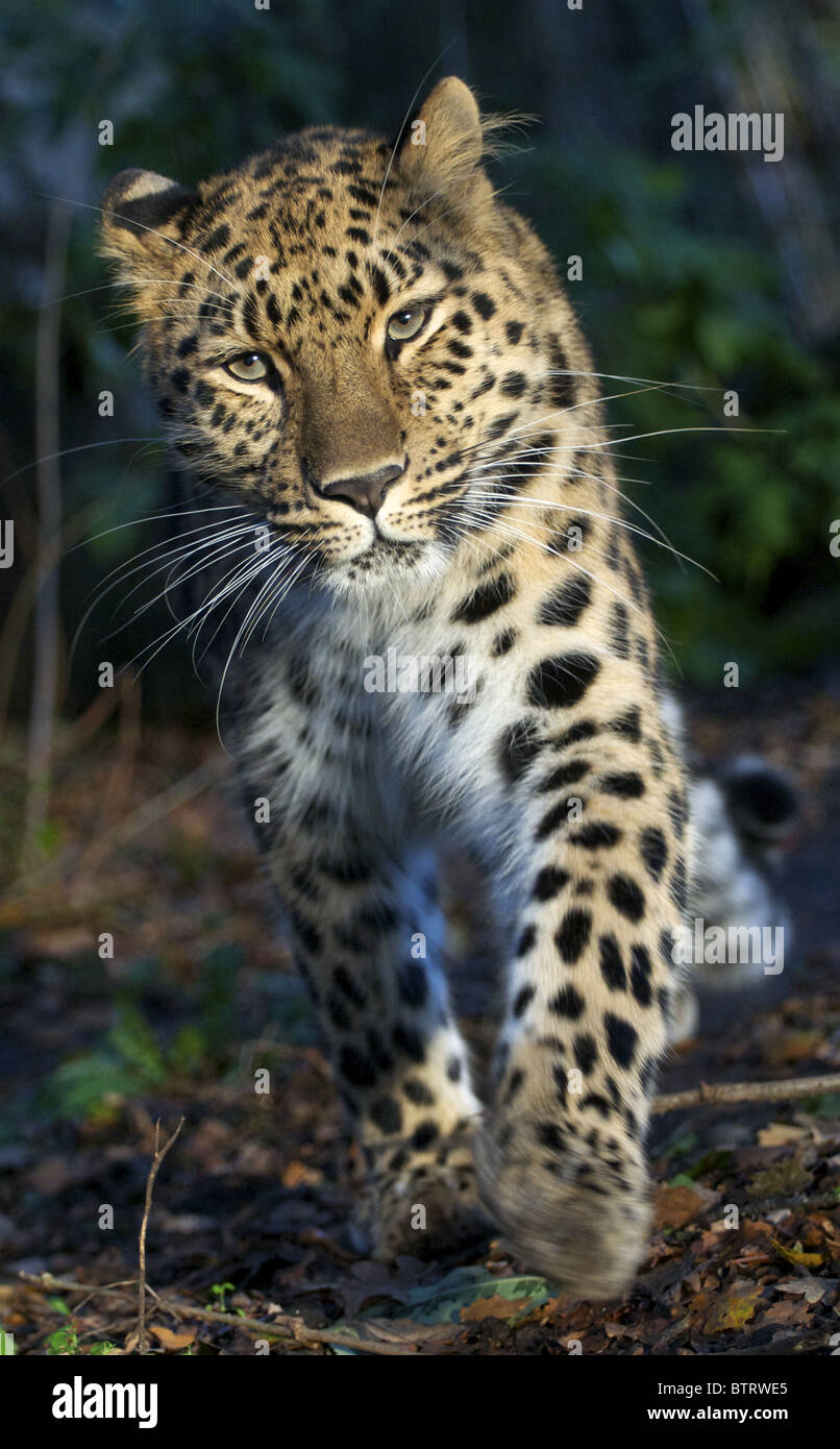 Female Amur leopard walking towards camera Stock Photo - Alamy