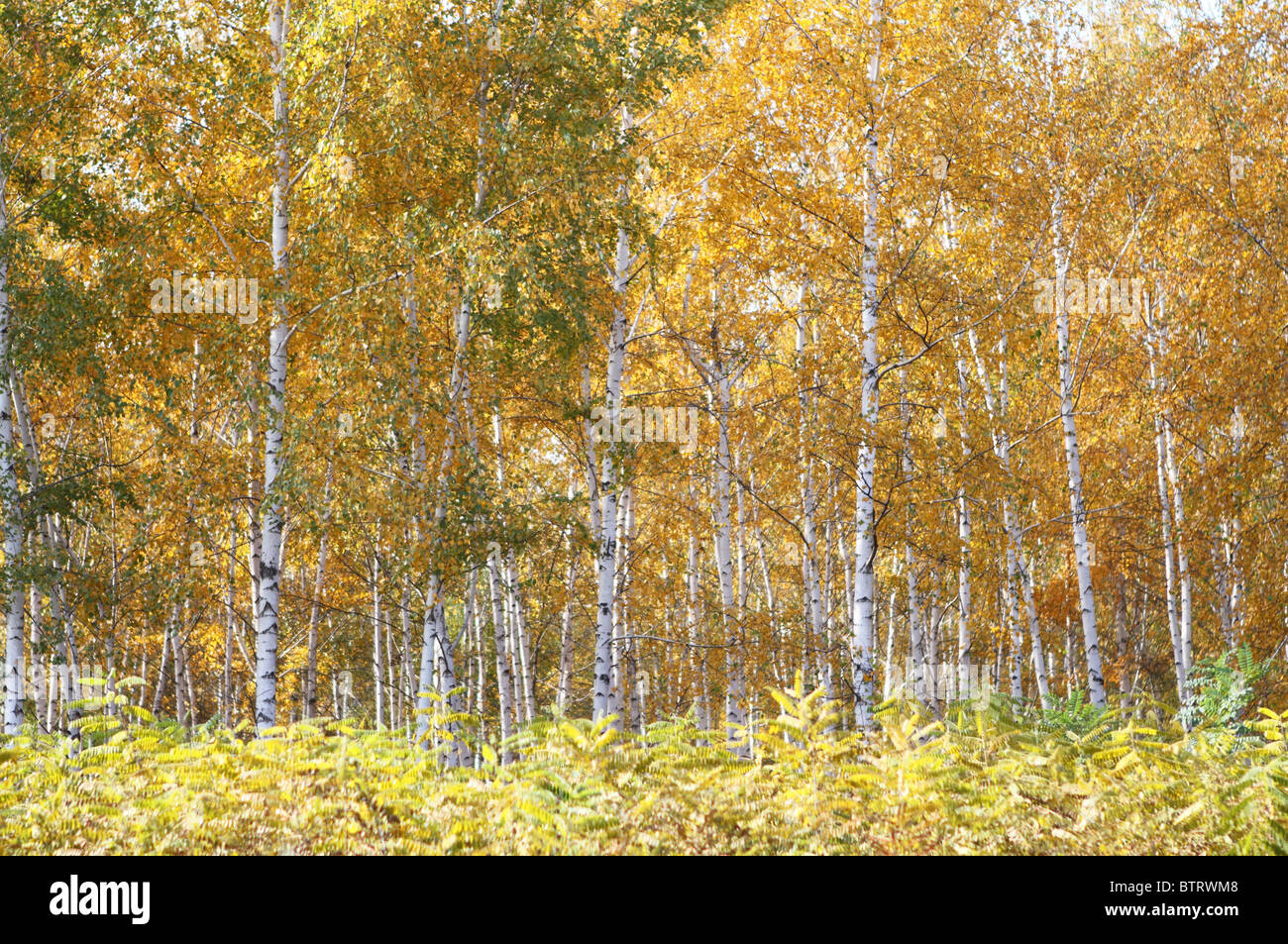 Yellow birchwood in the autumn time Stock Photo