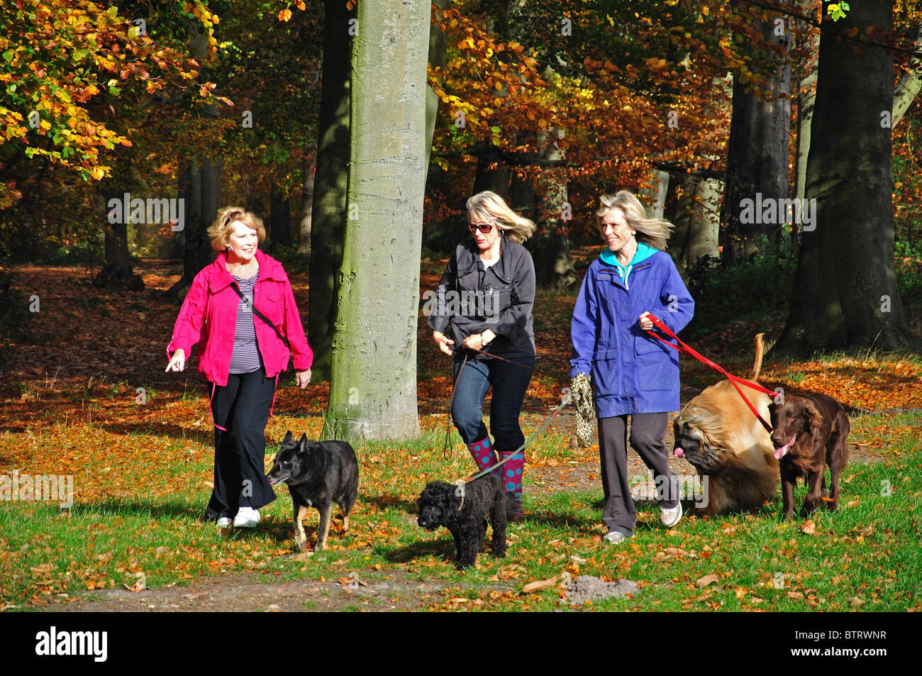Women walking dogs, Windsor Great Park, Virginia Water, Surrey, England, United Kingdom Stock Photo