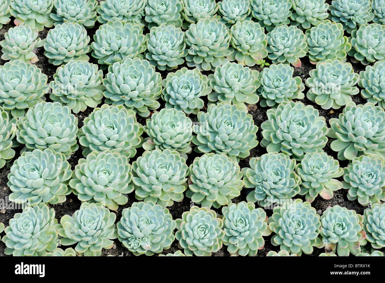 Echeveria Derenbergii plants geometrically set up. Stock Photo