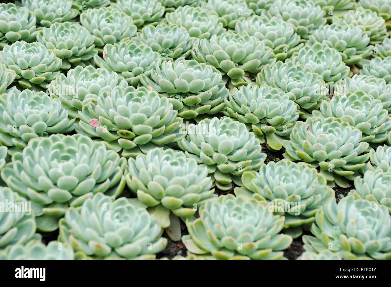 Echeveria Derenbergii plants geometrically set up. Stock Photo