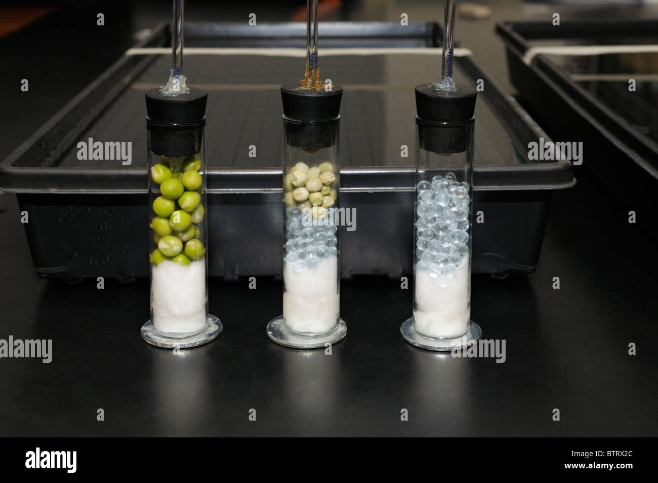 Germinating peas, non-germinating peas, and control glass beads in respirometers for a cell respiration controlled experiment Stock Photo