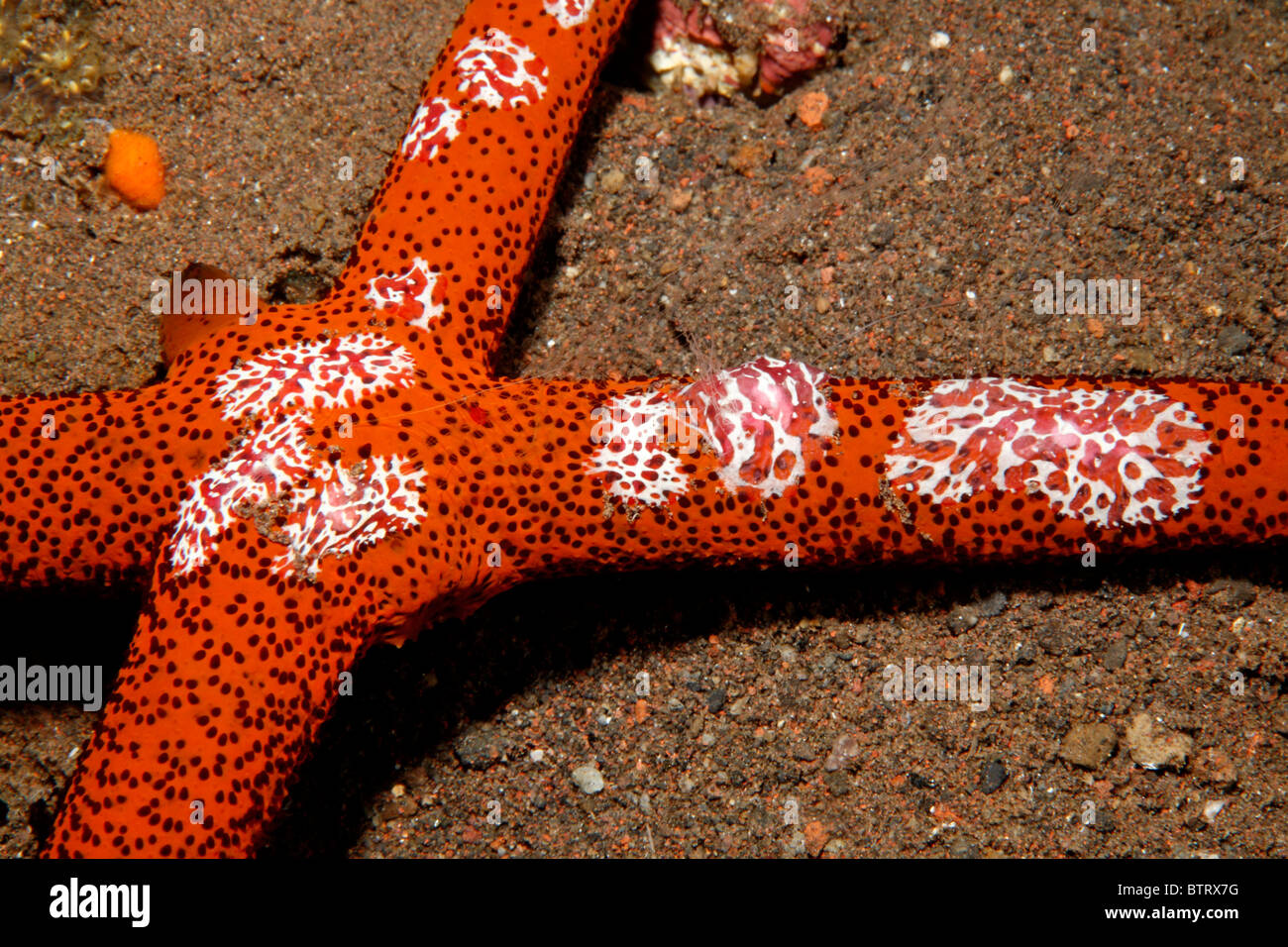 The amazing return of the starfish: species triumphs over melting disease, Marine life