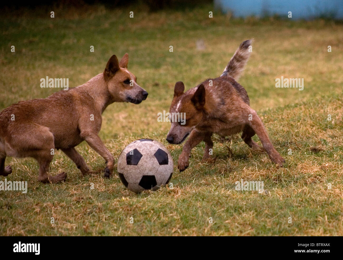 Animals playing football hi-res stock photography and images - Alamy