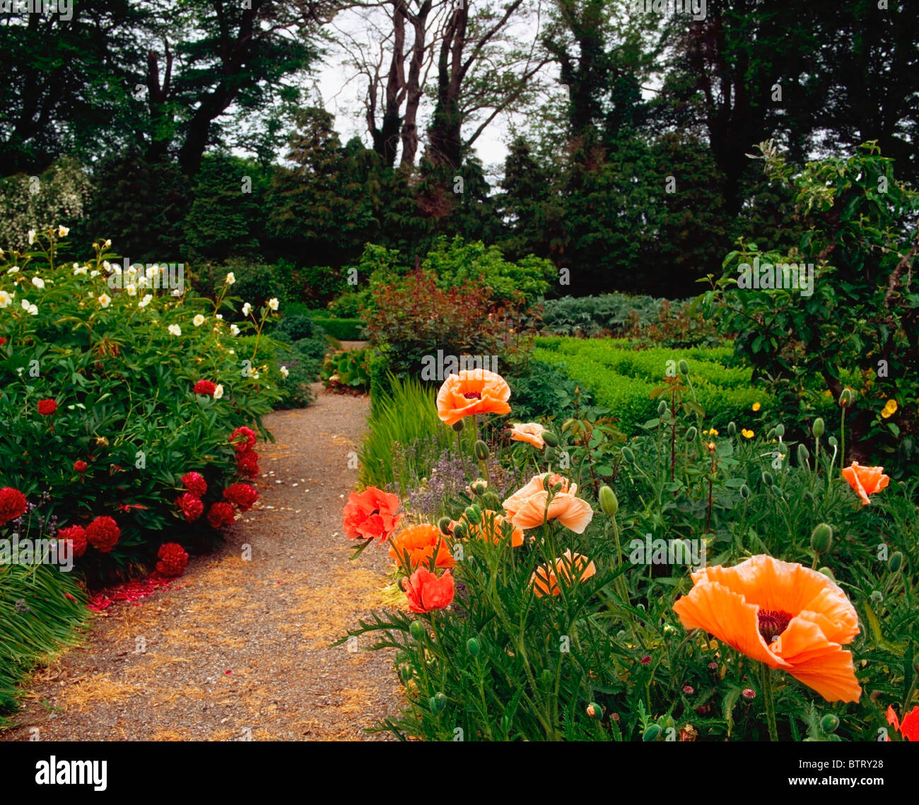 Fernhill Gardens, Co Dublin, Ireland; Alpine Poppies And Peonies Stock Photo