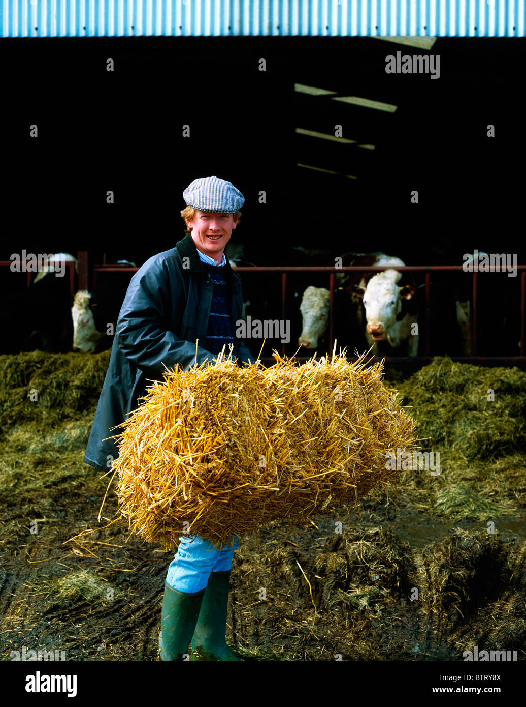 Farmer Feeding Cattle, Ireland Stock Photo Alamy