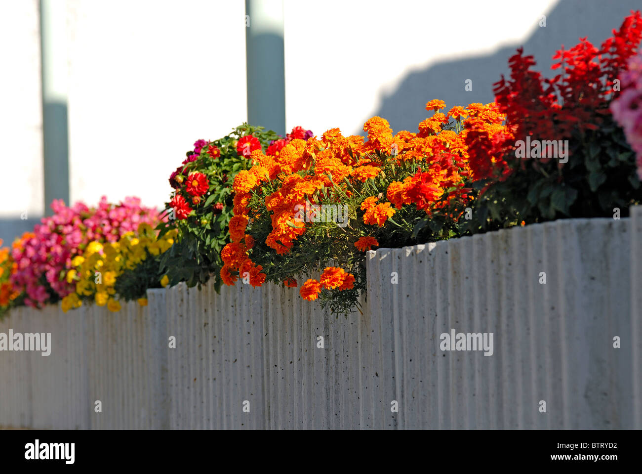 Multicolored Flowers on a Balcony. Stock Photo