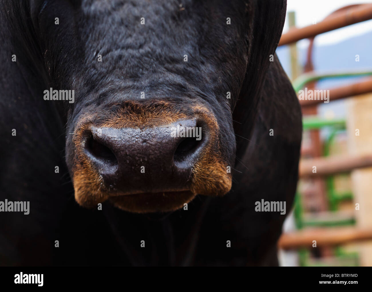 Head on low angle view of a large black bull in a pen. Focus on nose. Stock Photo