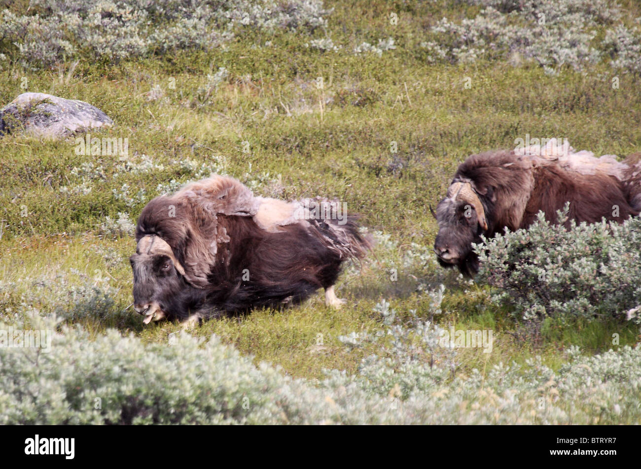 male bulls musk ox Ovibos moschatus chasing Stock Photo