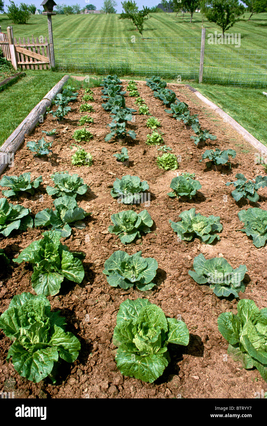 Community vegetable garden shared yard growing well in raised bed