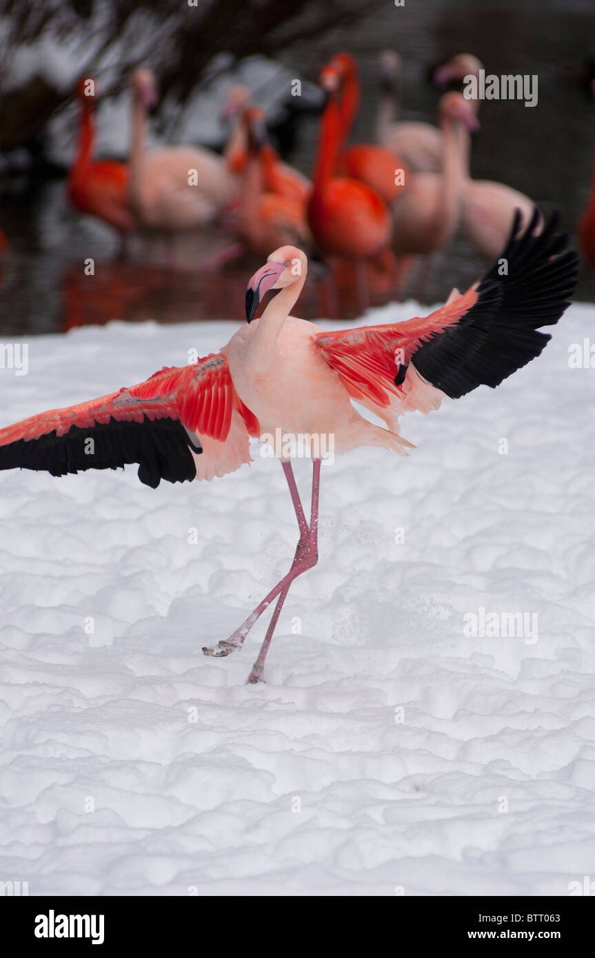 Dancing flamingo doing the flamenco! Stock Photo