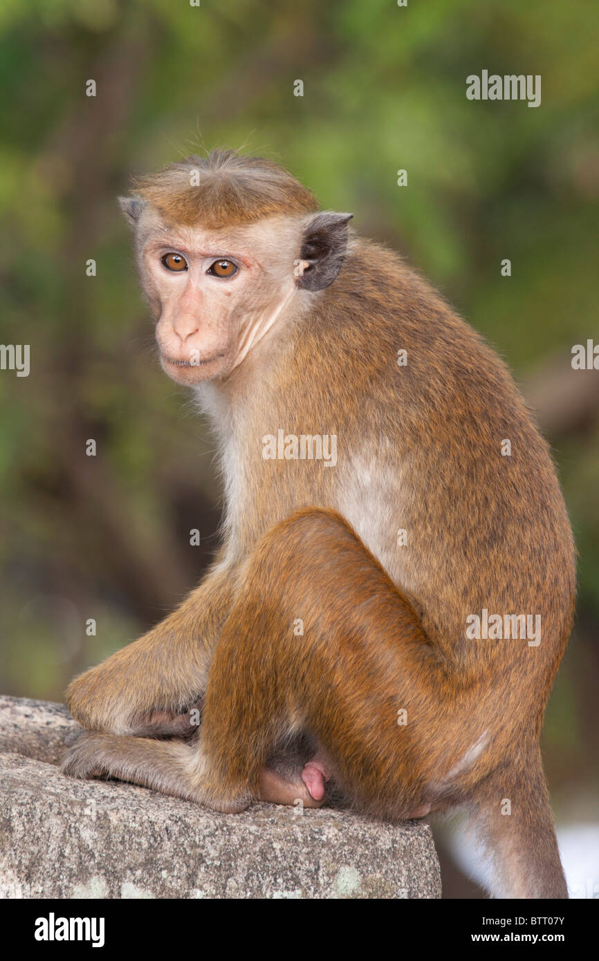 Male Red Faced Macaque, Sri Lanka Stock Photo