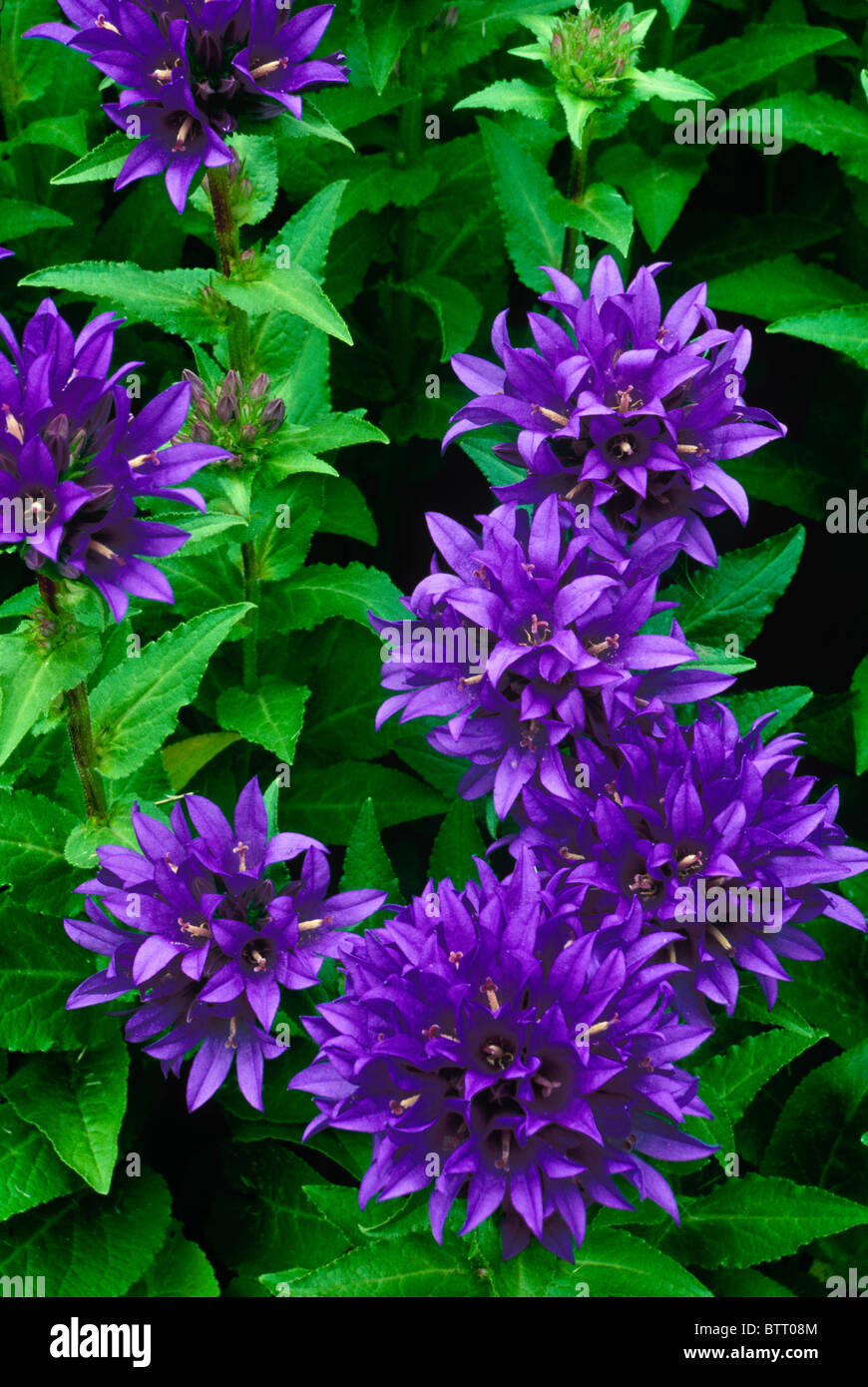 Clustered Bellflower (Campanula glomerata), a heritage perennial