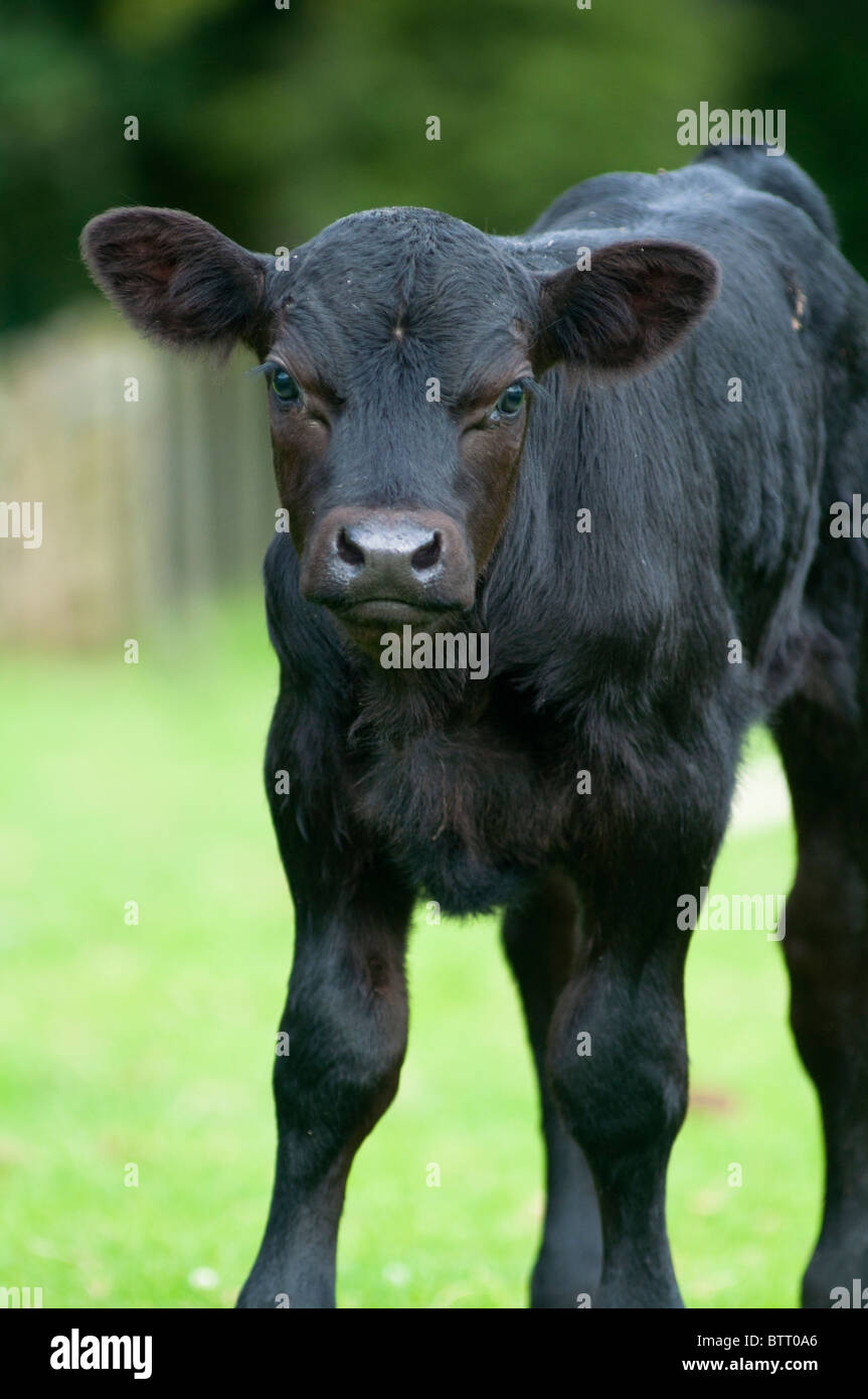 Black calf hi-res stock photography and images - Alamy