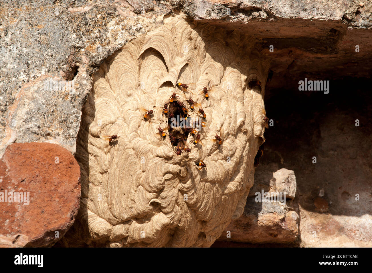 Hornets nest, Polonnaruwa, Sri Lanka Stock Photo