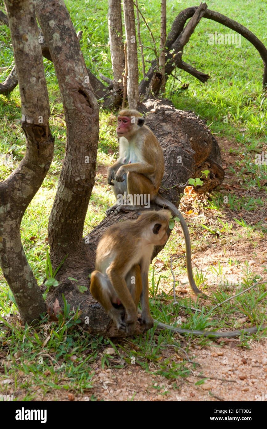 Red Faced Macaque Monkeys, Polonnaruwa, Sri Lanka Stock Photo