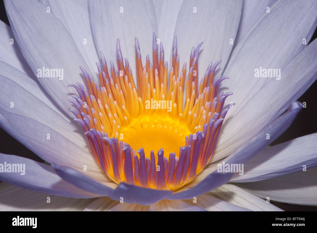 Water lily - Nymphaea Carlos Magdalena macro of centre Stock Photo - Alamy
