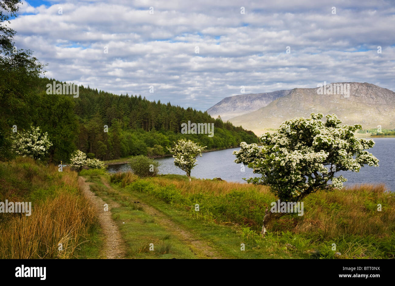 Hawthorn tree in flower on the northwestern shore of Lough Corrib