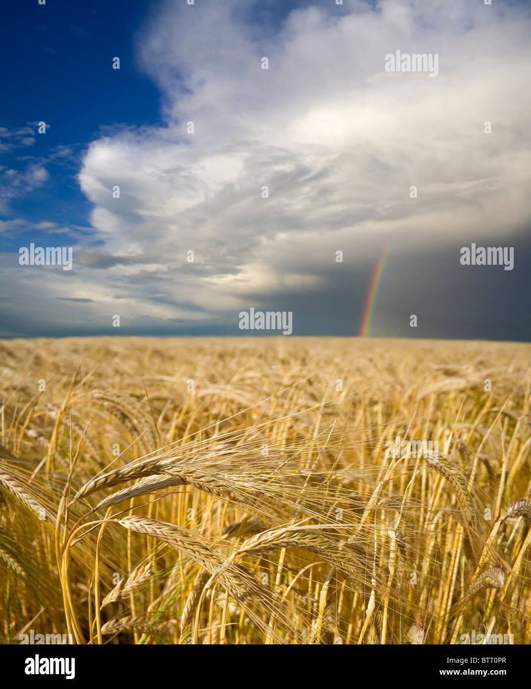 A field of ripening barley sits beneath a rainbow, offering hope for the future of agriculture. Stock Photo