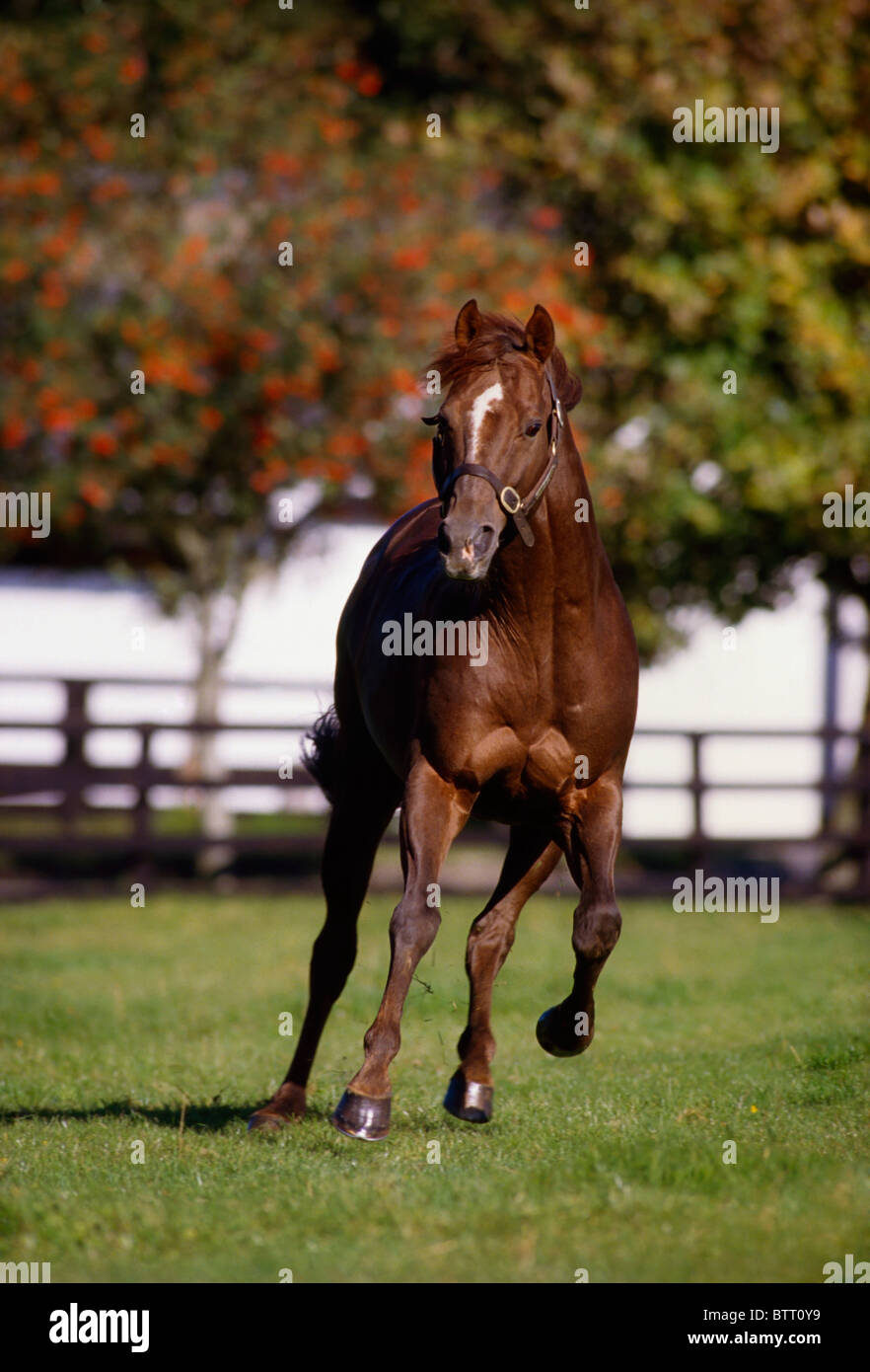 Thoroughbred Horse, Ireland Stock Photo